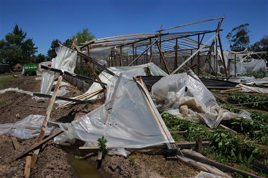 “Qué Nación, Provincia y Municipio actúen rápidamente para paliar los daños que nos dejan al borde de la ruina”, dicen pequeños productores de La Plata