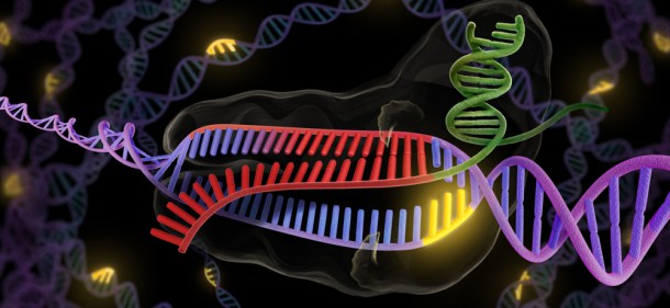 Estados Unidos se lanza a competir con China en la carrera por la modificación genética de seres humanos