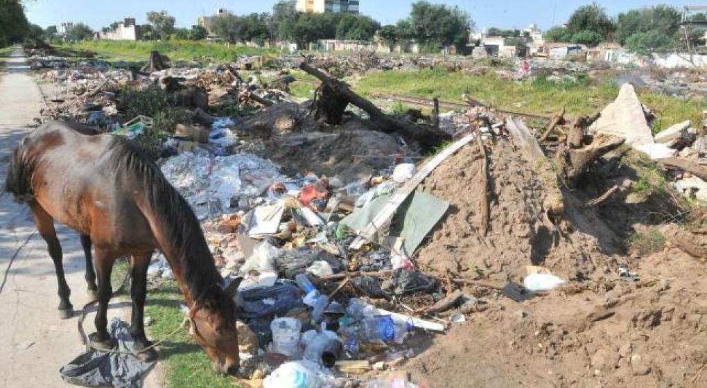 En la provincia de Buenos Aires los caballos tendrán DNI con microchips pero los humanos viven tapados por la basura