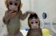 ¡Ojo! Ya nacieron nuestros primos Zhong Zhong y Hua Hua, dos monos surgidos de la primera clonación de primates