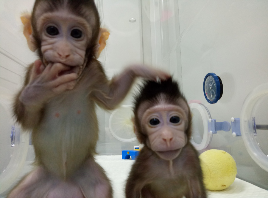 ¡Ojo! Ya nacieron nuestros primos Zhong Zhong y Hua Hua, dos monos surgidos de la primera clonación de primates