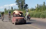 Las vaquitas siempre son ajenas, pero esta vez, en San Juan, las capturaron para morfar