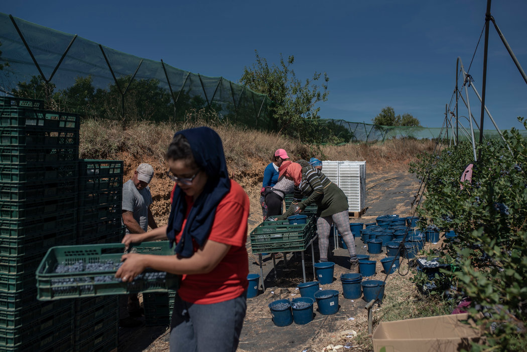 Las inmigrantes marroquíes explotadas en España seguro que no cantan Strawberry Fields Forever
