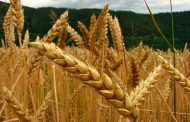 Presentarán en Bolivia cinco nuevas variedades de trigo y destacan esfuerzos para garantizar soberanía alimentaria