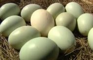 Sublimo para no ser piraña manduca turros: hoy, huevos verdes y de avestruz