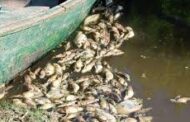 Los agrotóxicos están acabando con los peces de los río argentinos