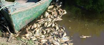 Los agrotóxicos están acabando con los peces de los río argentinos
