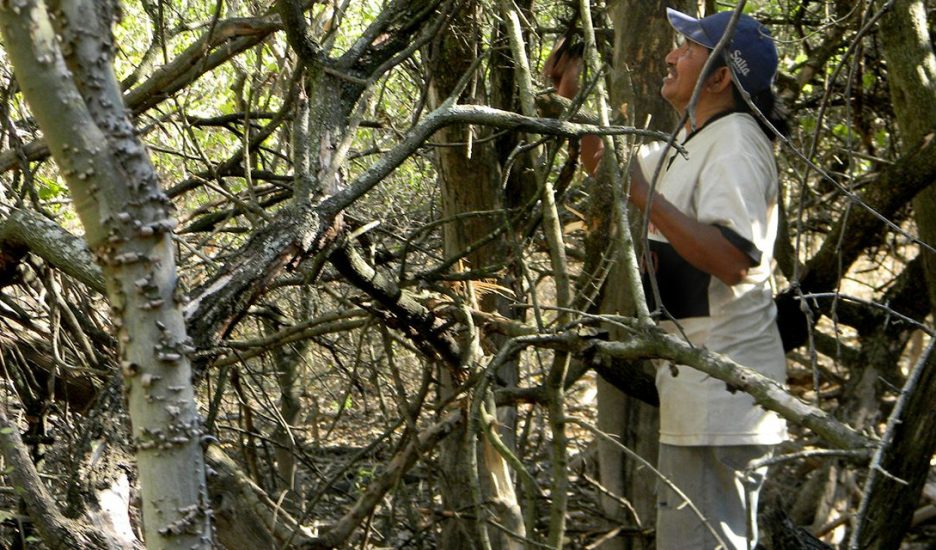 Tierra con Memoria: los wichí de Formosa