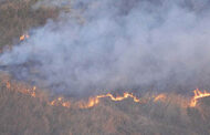 Humo sobre el agua: los incendios forestales en el humedal del Delta Bonaerense